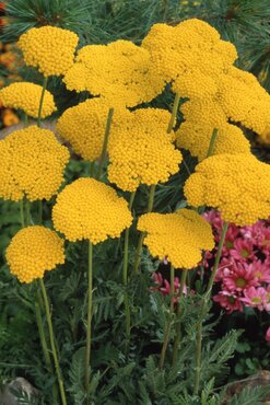 Achillea Tomentosa Aurea 9cm