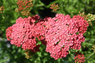 Achillea Tutti Frutti Apicot Delight 2 Litre