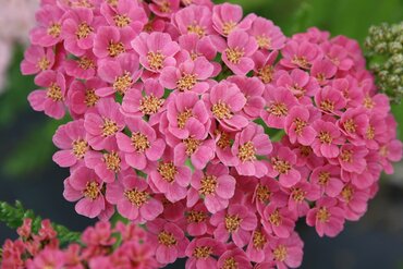 Achillea Tutti Frutti Pink Grapefruit 2 Litre