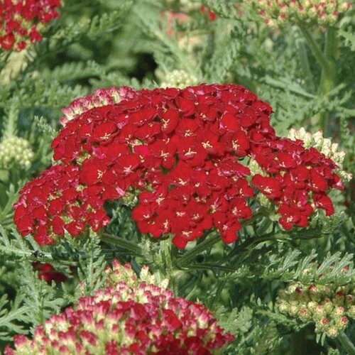 Achillea Tutti Frutti Pomegranate 2 Litre