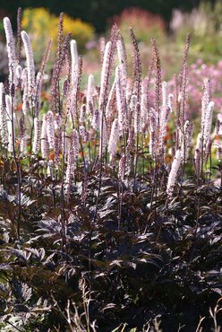 Actaea 'Brunette' 3 Litre