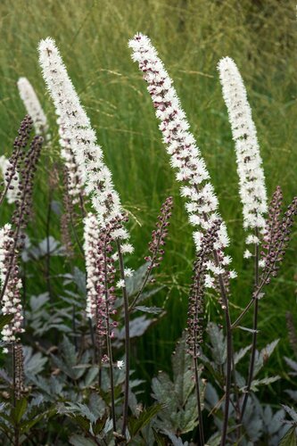 Actaea Chocoholic 3 Litre