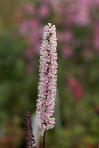 Actaea 'Pink Spike' 3 Litre
