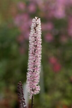 Actaea 'Pink Spike' 3 Litre