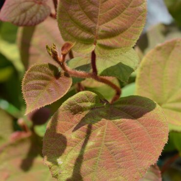 Actinidia Deliciosa Jenny 3 Litre