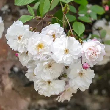 Adelaide d'Orleans Rambling Rose 6 Litre