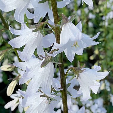 Adenophora White Blaze 2 Litre