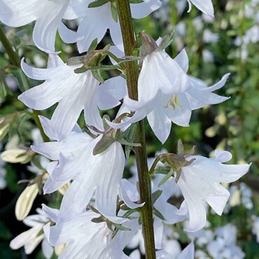 Adenophora White Blaze 2 Litre