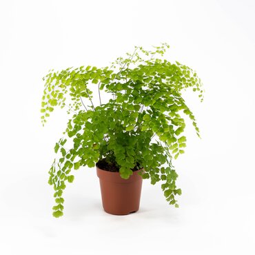 Adiantum Fragrans 12cm