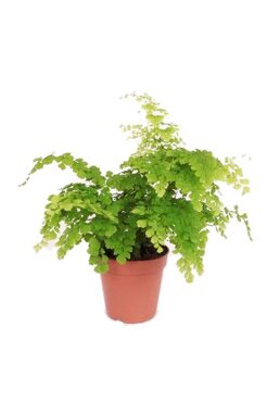 Adiantum Fragrans (13cm pot)