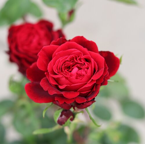 Admiral Cottage Garden Rose 5.5 Litre