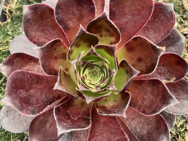 Aeonium arboreum Phoenix Flame 3 Litre