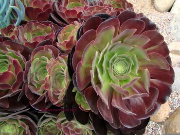 Aeonium arboreum velours 13cm