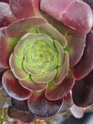 Aeonium Terracotta Pot
