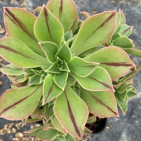 Aeonium Yemen 3 Litre