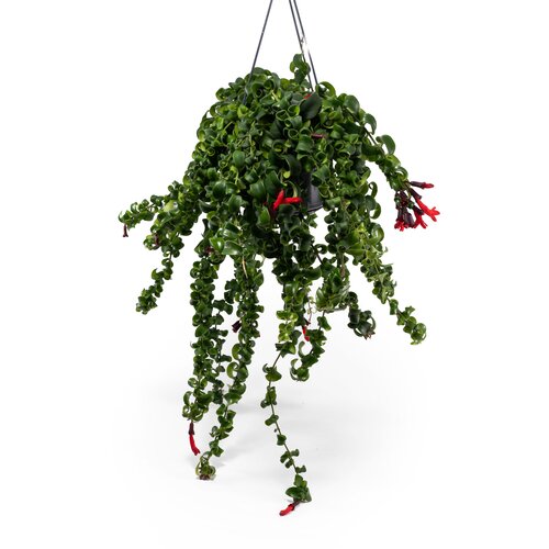 Aeschynanthus Rasta 15cm