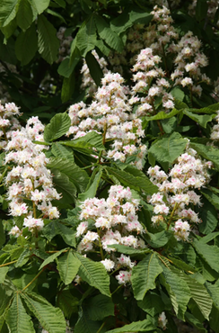 Aesculus Monstrosa 40cm Stem 10 Litre - image 1