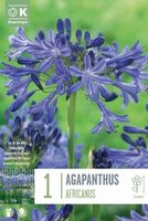 Agapanthus