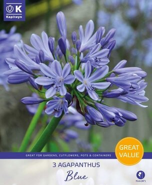 Agapanthus Blue Promo Pack