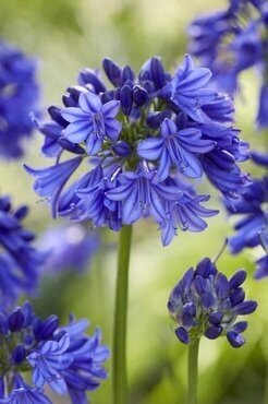 Agapanthus Blue Thunder 2 Litre