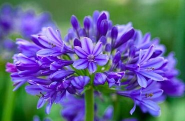 Agapanthus Brilliant Blue 1.5 litre