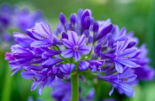 Agapanthus Brilliant Blue 2 Litre