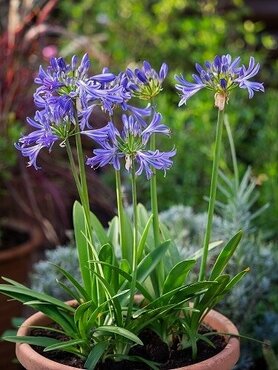 Agapanthus Charlotte 2 Litre