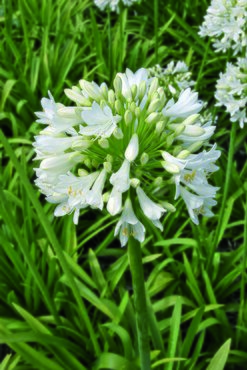 Agapanthus Cloud Burst 2 Litre