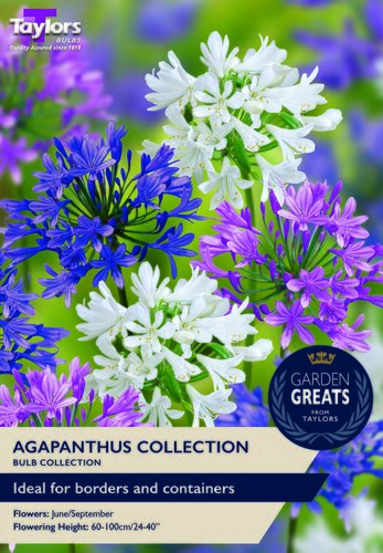 Agapanthus Collection - image 1