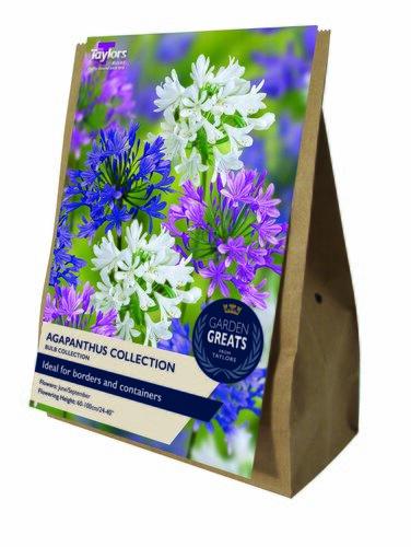 Agapanthus Collection - image 2