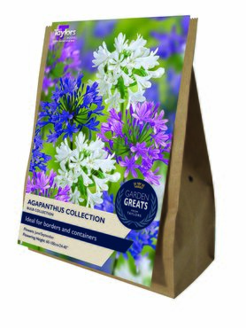 Agapanthus Collection - image 2