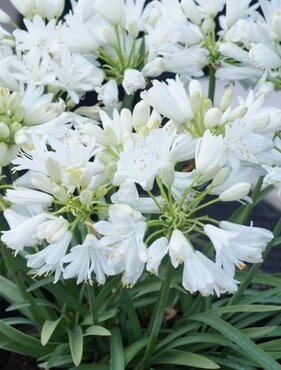 Agapanthus Double Diamond 1.5 litre