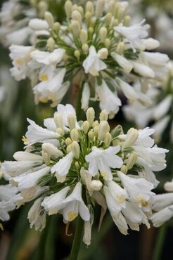 Agapanthus Ever White 1.5 Litre