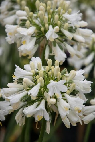 Agapanthus Ever White 2 Litre