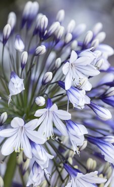 Agapanthus Fireworks 2 litre