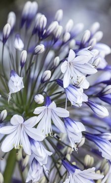 Agapanthus Fireworks 7 Litre