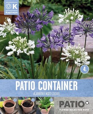 Agapanthus Out Of Africa