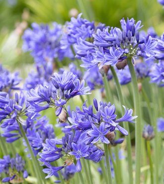 Agapanthus Pino 2 Litre