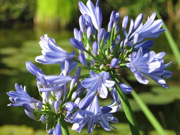 Agapanthus Pitchoune Blue 2 Litre