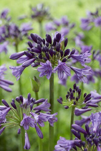 Agapanthus Poppin Purple 1.5 Litre
