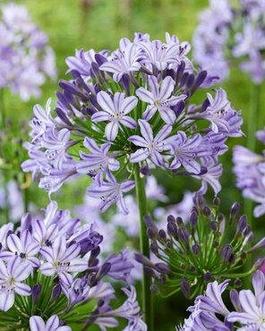 Agapanthus Poppin Star 2 Litre