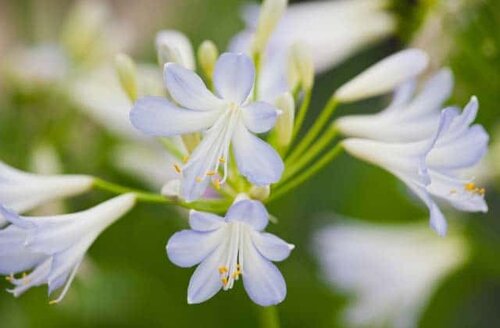 Agapanthus Silver Baby 3 Litre