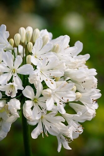 Agapanthus Snow Crystal 2 Litre