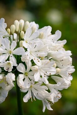 Agapanthus Snow Crystal 2 Litre