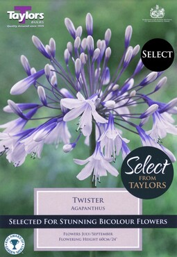 Agapanthus Twister