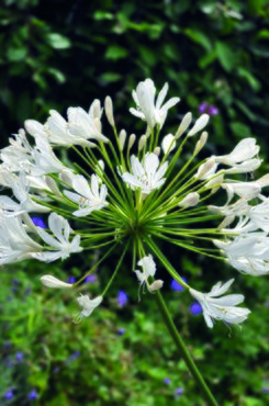 Agapanthus Umbellatus Alba Giant Bulb