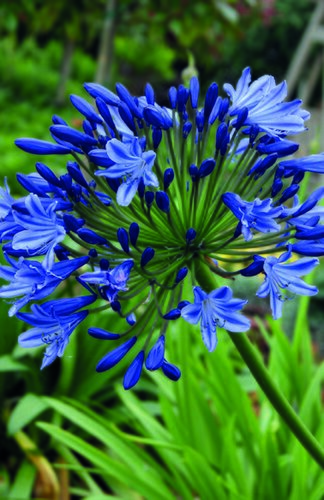 Agapanthus Umbellatus Giant Bulb
