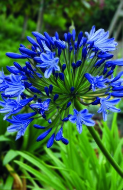 Agapanthus Umbellatus Giant Bulb