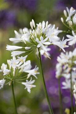 Agapanthus White Pixie 1.5 litre