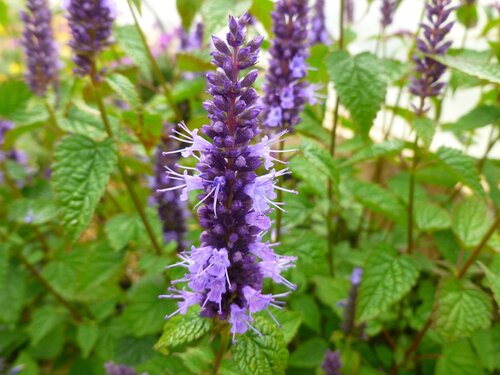 Agastache Little Adder 2 Litre